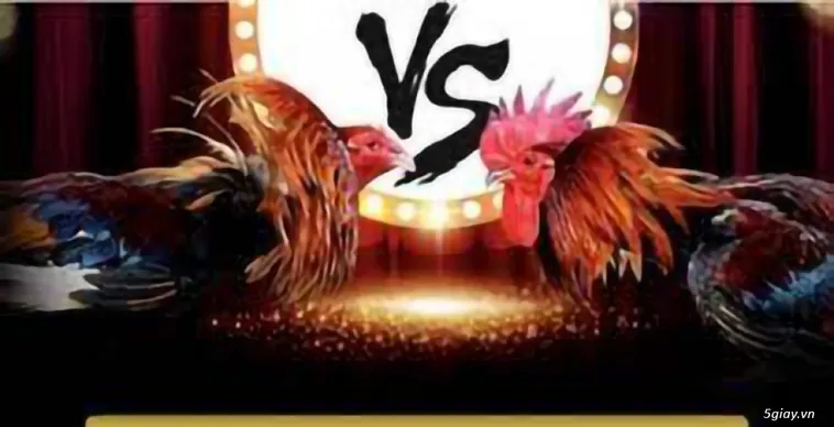 Đá Gà CWin Đỉnh Cao Kịch Tính Thắng Lớn Mỗi Ngày