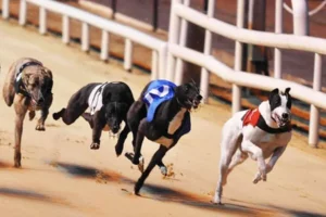 Bí Quyết Chơi Game Đua Chó CWin Thắng Lớn Ngay Hôm Nay 1 Bí Quyết Chơi Game Đua Chó CWin Thắng Lớn Ngay Hôm Nay